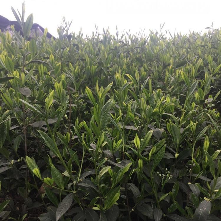 中茶系列 中茶108茶苗 中茶302茶苗 大量批发茶苗