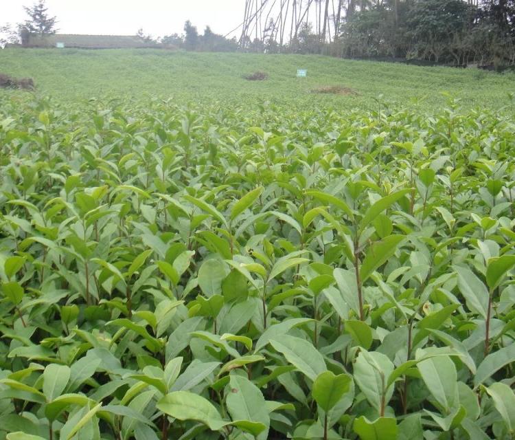 福鼎大白茶苗 毕节福鼎大白茶苗 重庆福鼎大白茶苗