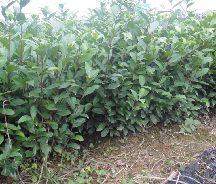 四川福鼎大白茶苗价格 茶苗价格行情