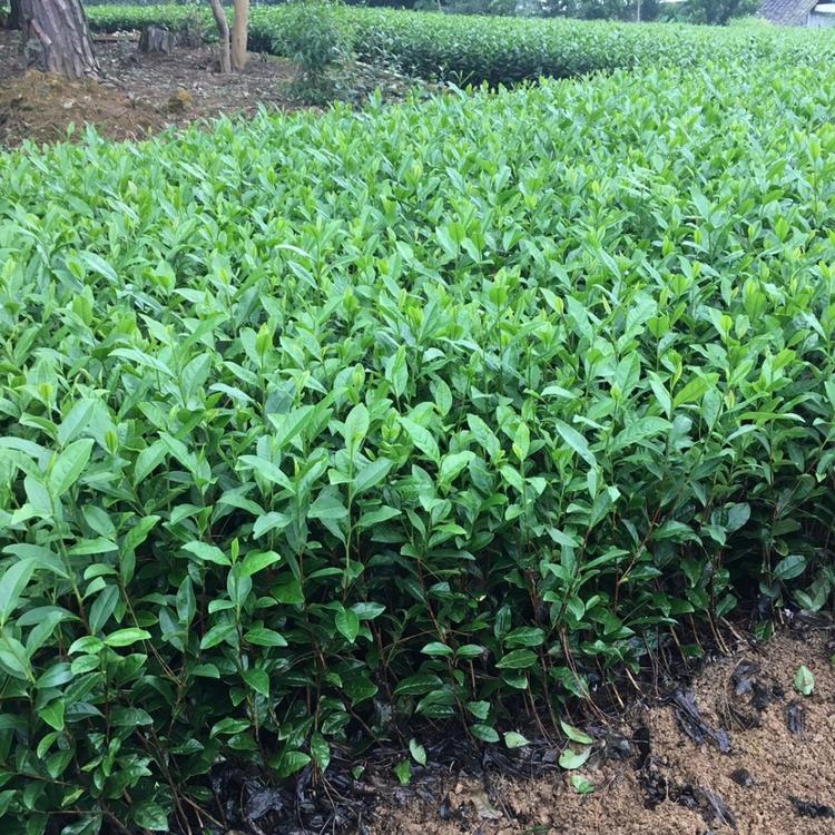 湖南福顶大白茶苗 湖北福鼎大白茶苗 重庆福鼎大白