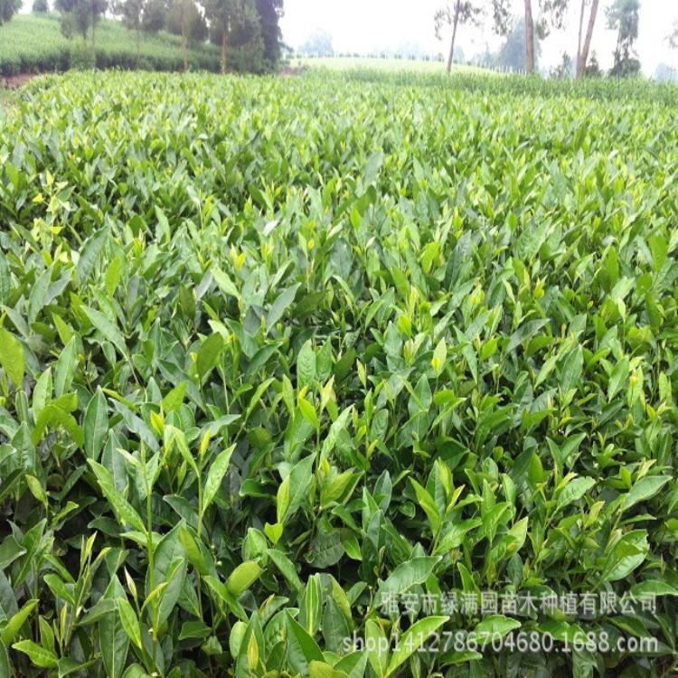 安吉白茶种植，茶苗种植基地，茶苗专业种植，茶苗种植厂家