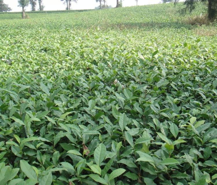 云南大叶种茶苗 海南大叶种茶苗 湖南大叶种茶苗