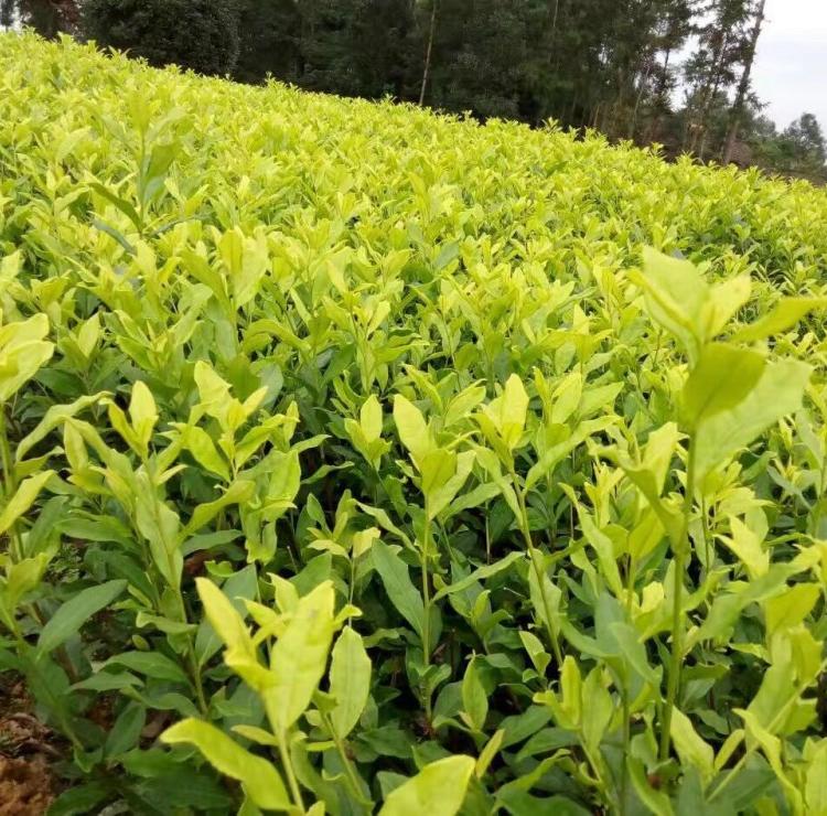 新品种茶苗 良种茶苗 优质茶苗批发供应