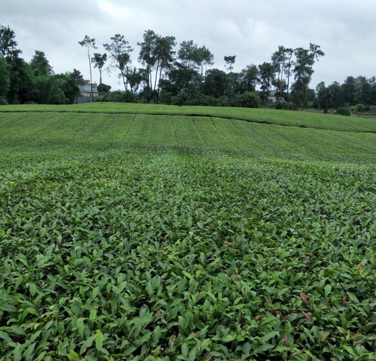 好品种茶苗 优质良种茶苗 特早产量高茶苗批发