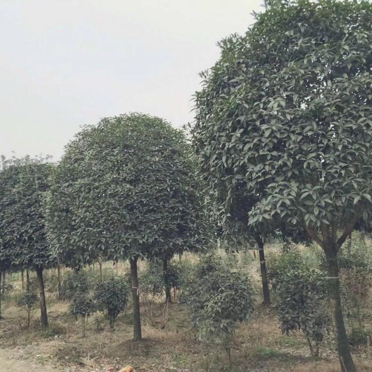 桂花树 各种规格桂花树绿化树行道树批发供应
