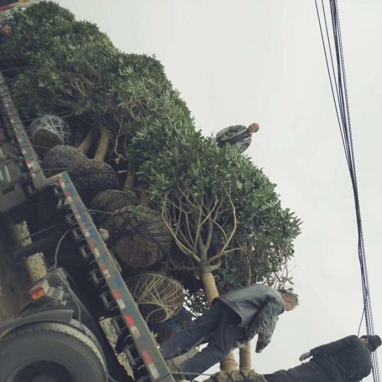 丹桂 金桂 四季桂 月桂 笼桂 各种桂花大量批发