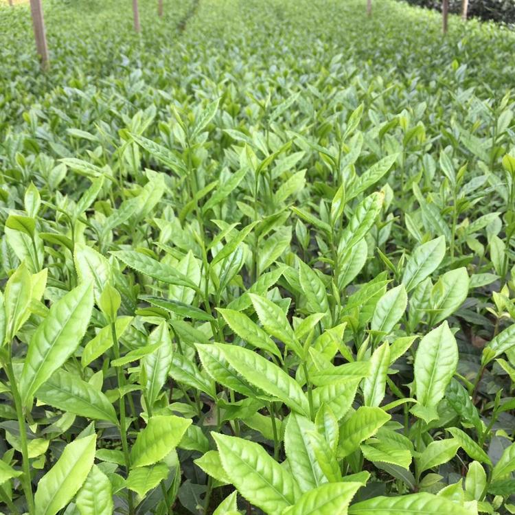大量批发福选九号茶苗 福选九号茶苗/巴渝特早茶苗