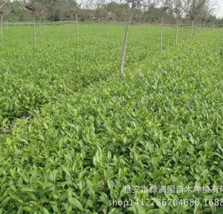 中茶108茶苗 中茶108  中茶系列优质良种茶苗