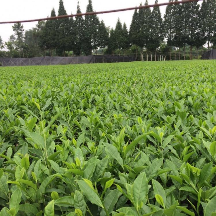 中茶302茶苗 中茶302  中茶系列优质良种茶苗