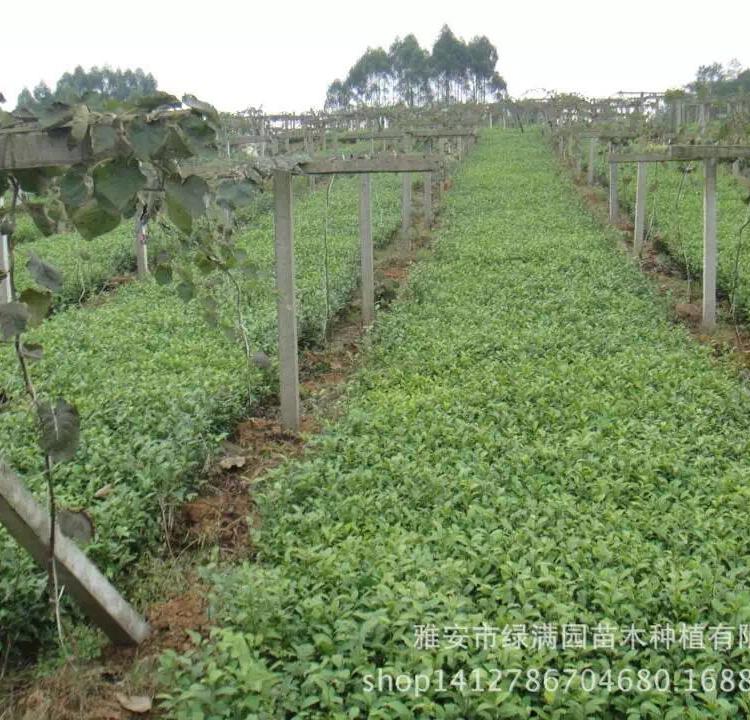 茶苗批发 茶苗价格 新品种茶苗繁育供应