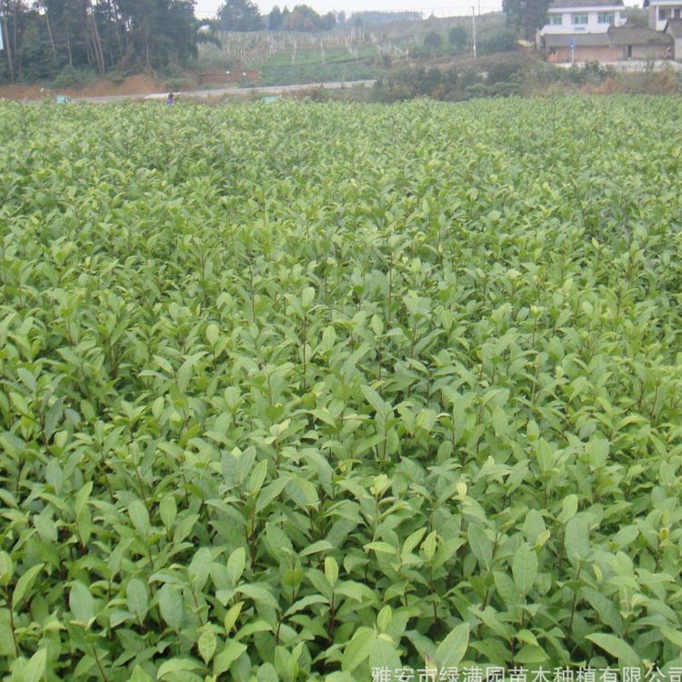 茶苗 福鼎大白茶苗 安吉白茶茶苗 梅占茶苗 优质茶苗厂家
