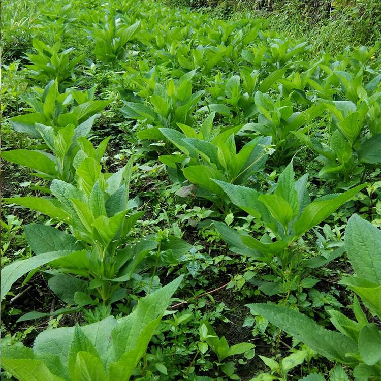 玄参种苗种植-基地直发-种子批发