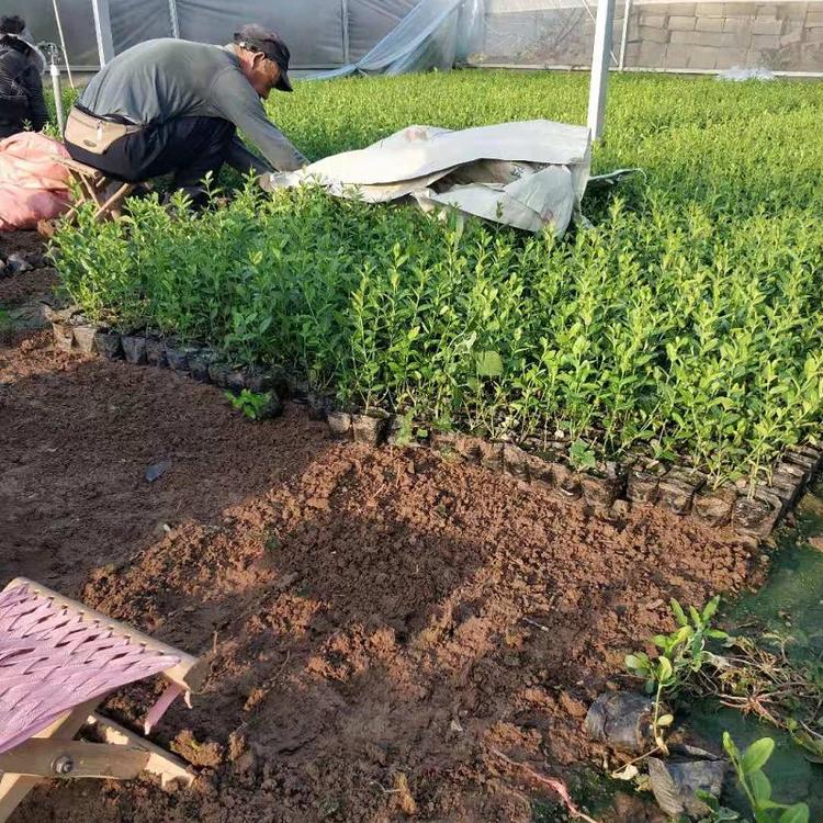 山东小叶扶芳藤批发  小叶扶芳藤价格  小叶扶芳藤基地