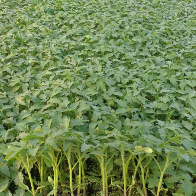 供应番茄种苗西红柿种苗嫁接西红柿种苗兴辰育苗基地