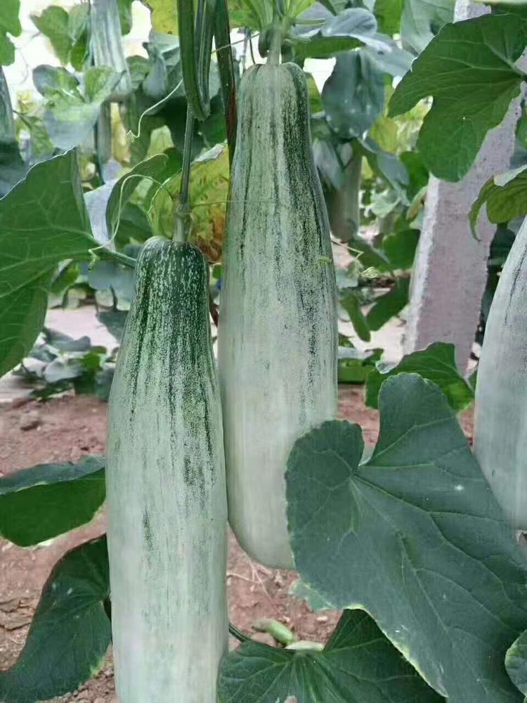 羊角蜜苗嫁接羊角蜜苗兴辰育苗