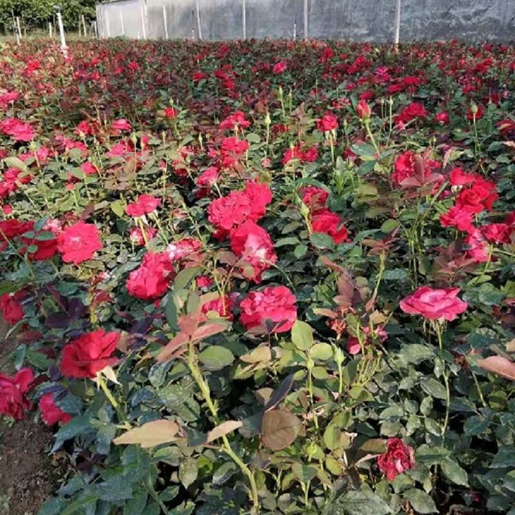 山东大花月季批发  卡罗拉月季价格  红帽月季批发