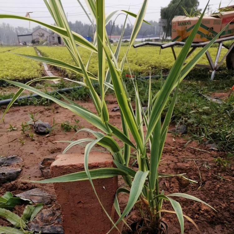 花叶芦竹供应商 山东花叶芦竹价格 花叶芦竹报价