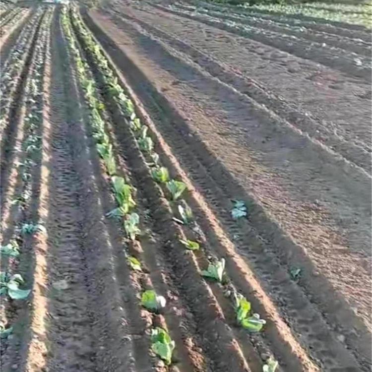 甘蓝栽苗机