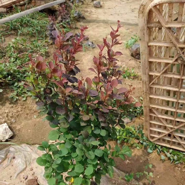 红叶小檗  红叶小檗批发  红叶小檗价格  红叶小檗基地