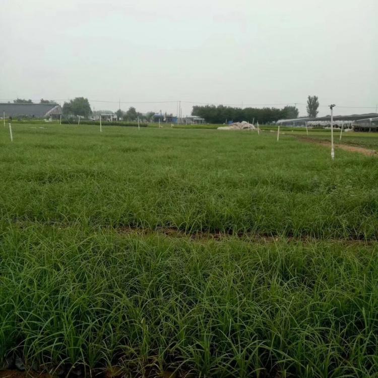 青绿苔草 青绿苔草种植基地 山东青绿苔草价格 青绿苔草供应