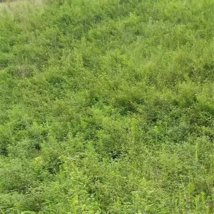 青山绿水边坡绿化ZKP-80170客土喷播机 青山绿水 青山绿水喷播机 涡轮增压中冷柴油机 现货 矿山植被恢复