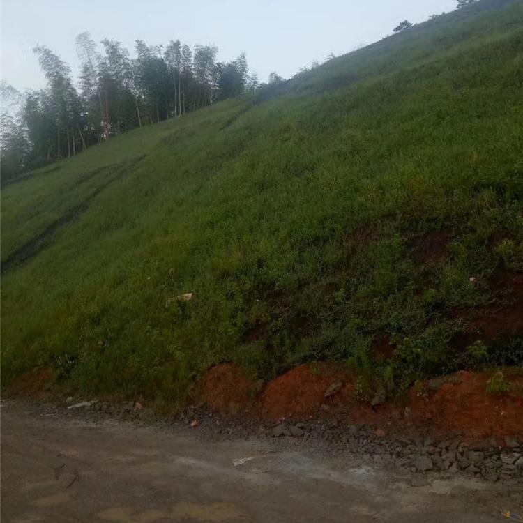 青山绿水边坡绿化ZKP-80170客土喷播机 青山绿水 矿山治理喷播机 2200r/min 供应 垃圾场掩埋绿化