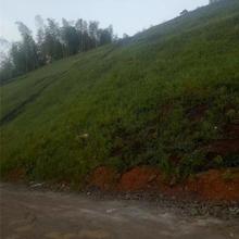 青山绿水边坡绿化ZKP-80170客土喷播机 青山绿水 矿山治理喷播机 2200r/min 供应 垃圾场掩埋绿化