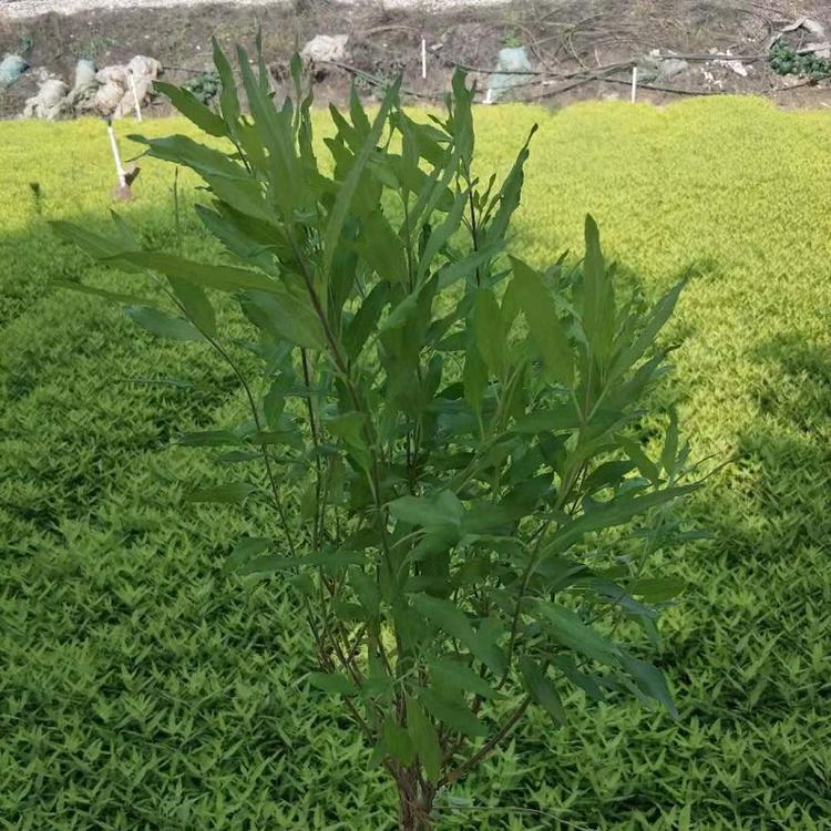 金叶莸  金叶莸价格  金叶莸批发  金叶莸基地