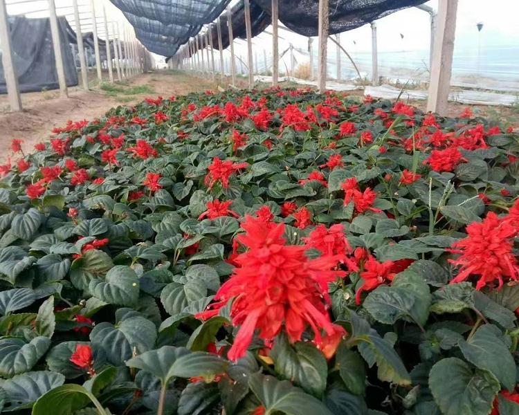 山东一串红批发  一串红价格 一串红种植基地