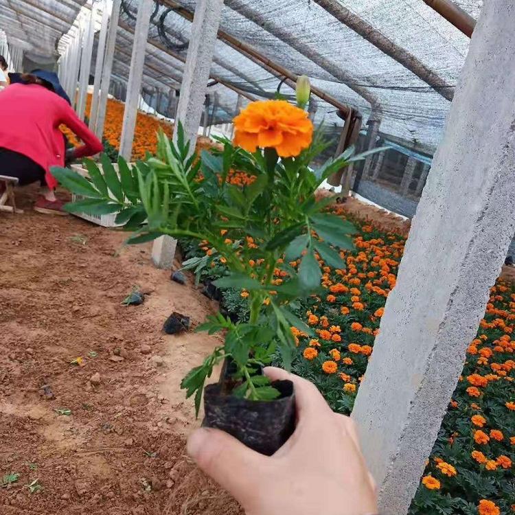 山东孔雀草批发  孔雀草价格