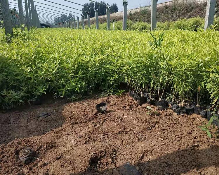 金叶莸 金叶莸批发  金叶莸价格  金叶莸基地