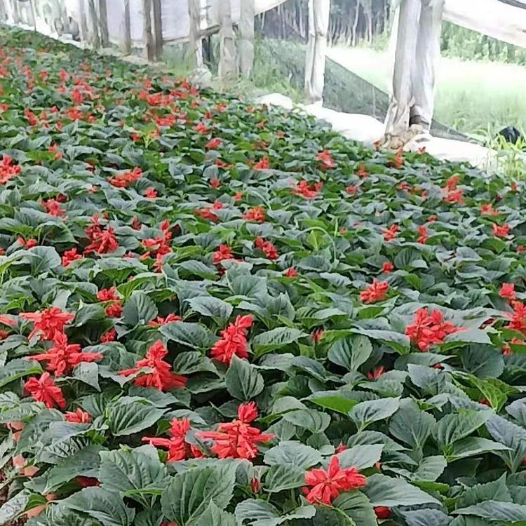 山东一串红批发  一串红价格  一串红一手货源