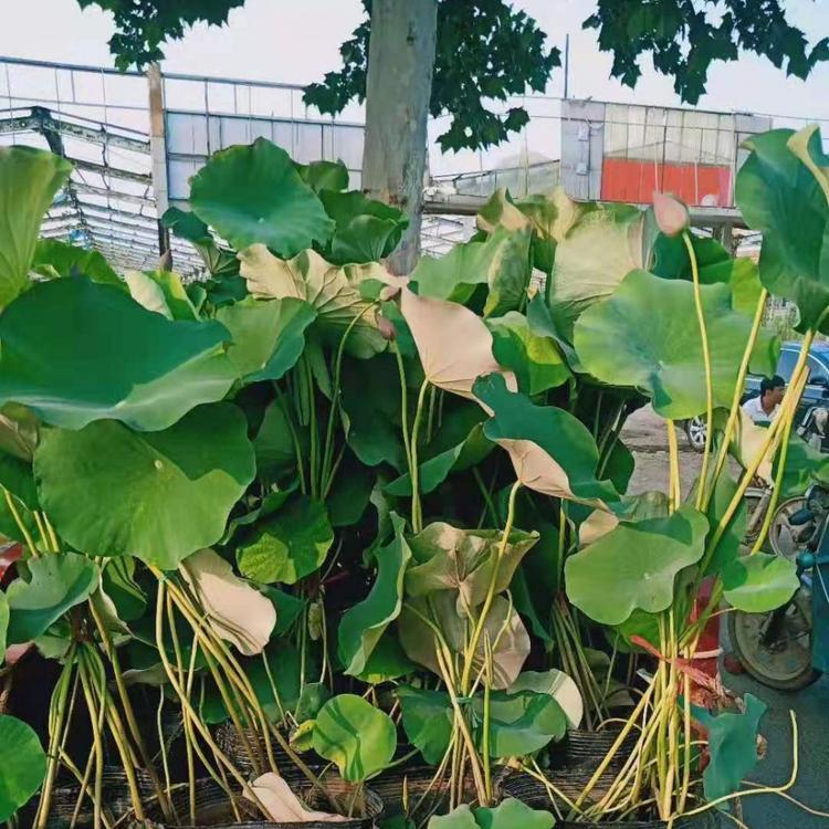 常年供应盆栽荷花   山东荷花种植基地海派园艺   量大价格优