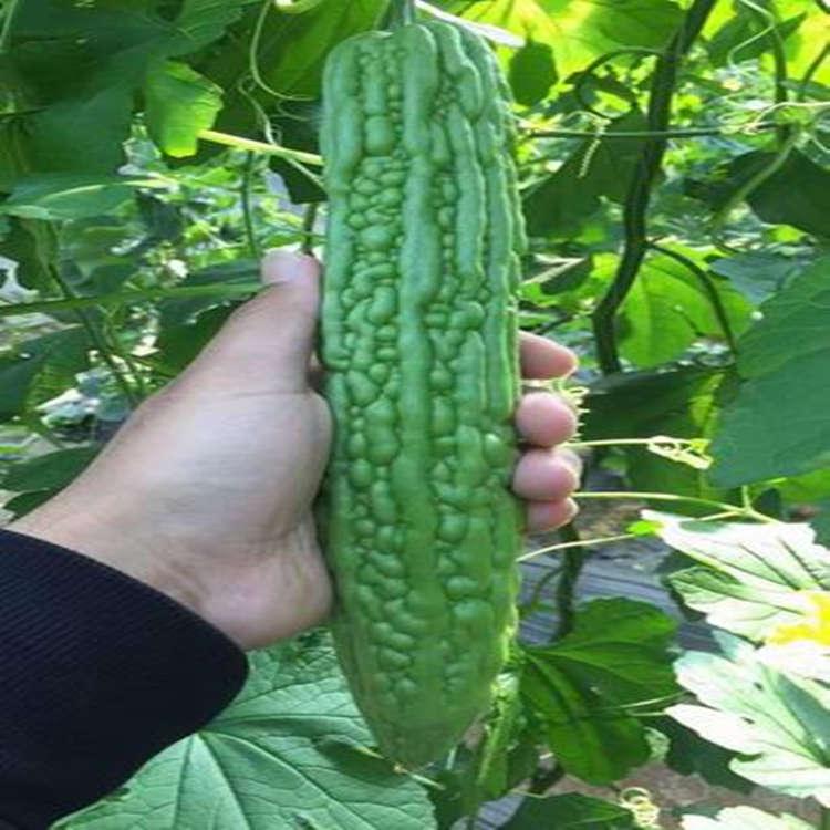 耐寒高产苦瓜苗 大量有货 广辰 大棚苦瓜苗
