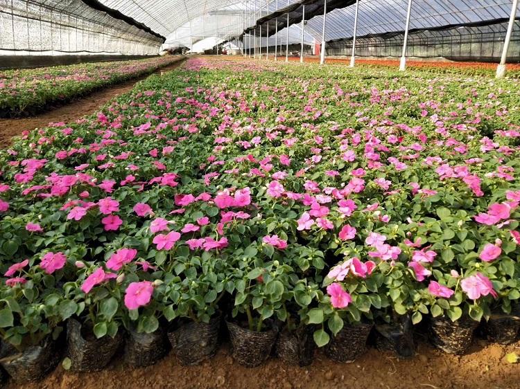 非洲凤仙 非洲凤仙价格 非洲凤仙种植基地 非洲凤仙供应