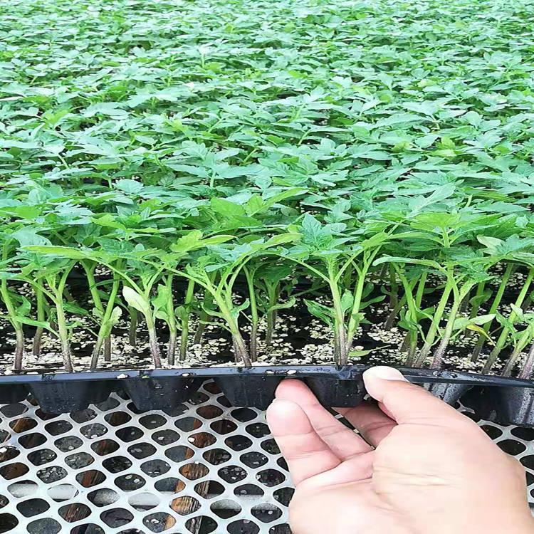 高产西红柿种苗 抗TY西红柿种苗 西红柿种苗厂家