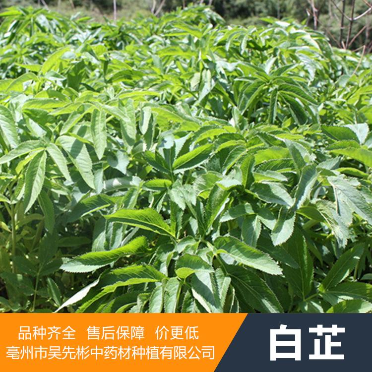 白芷种苗/白芷种子/白芷种子价格