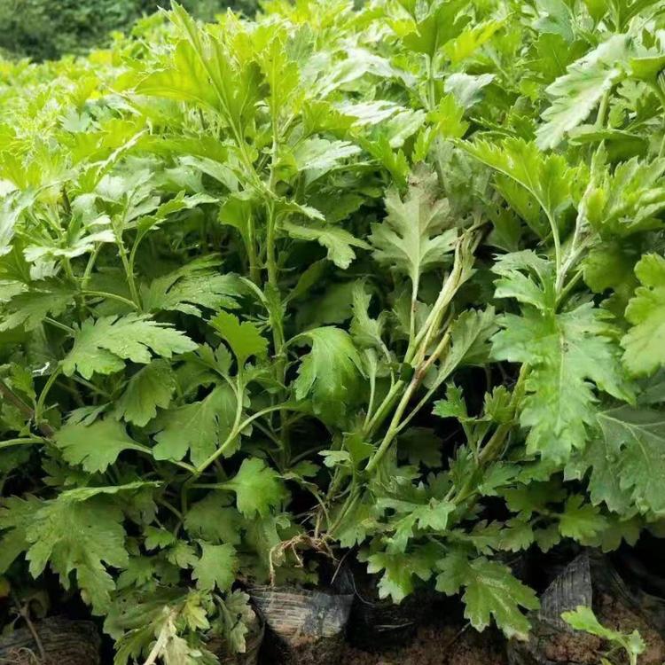 山东青州地被菊小苗 地被菊价格