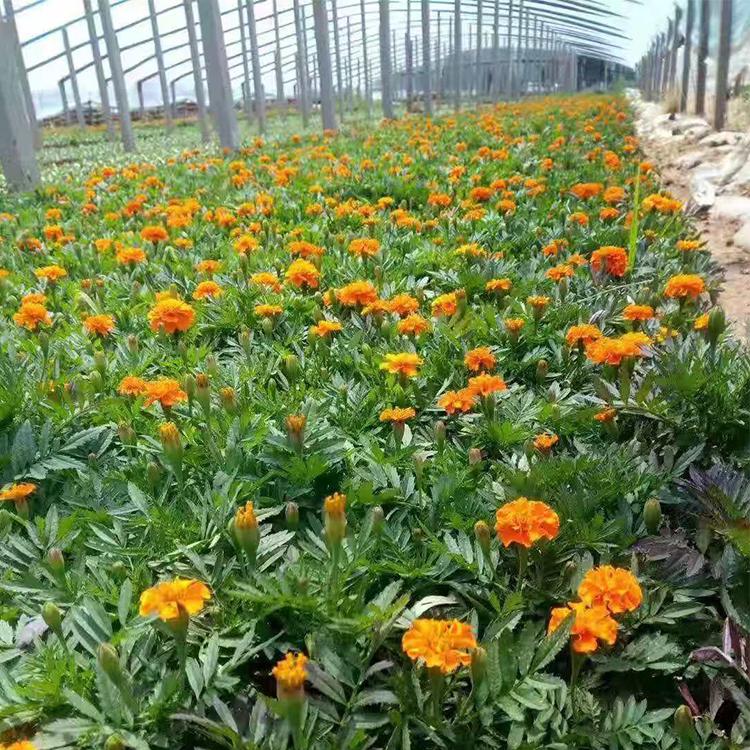 凯洋花卉供应万寿菊 万寿菊种植基地  万寿菊种植