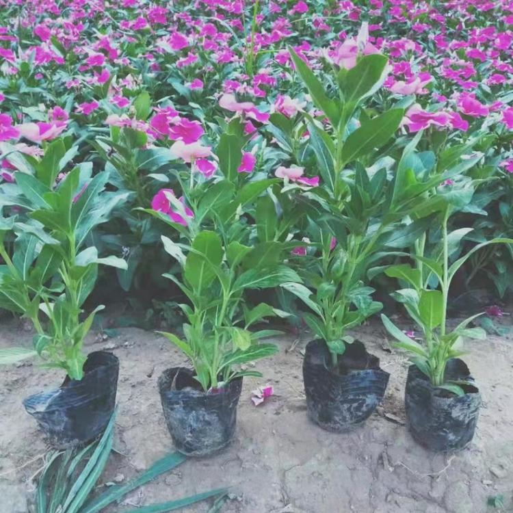 天天开  优质长春花   长春花批发  租摆长春花