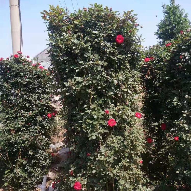 批发月季  月季供应  月季种植基地 凯洋花卉