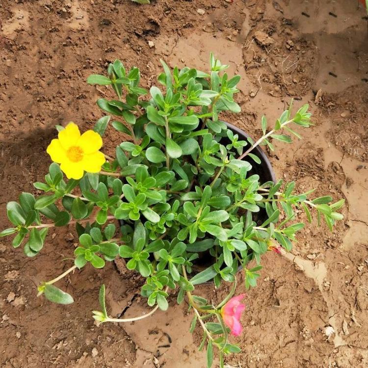 太阳花价格  大阳花基地  批发太阳花