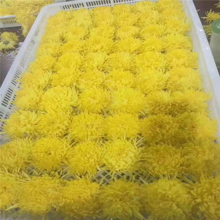 党参烘干机-党参烘干设备-黄芩烘干机-黄芩烘干设备