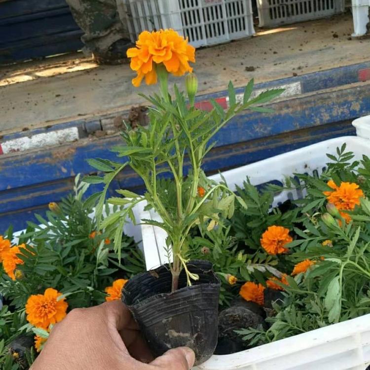 孔雀草价格  孔雀草基地  优质孔雀草