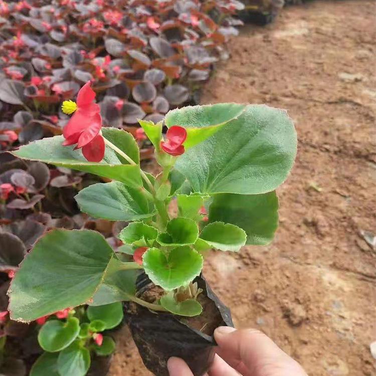 出售玫瑰四季海棠  大量供应四季海棠 玫瑰四季海棠价格
