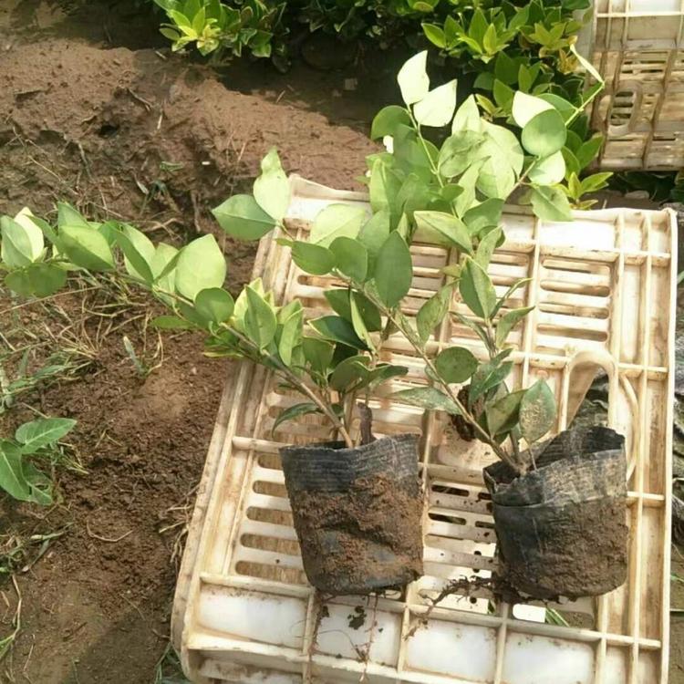 金森女贞价格  金森女贞基地  青州金森女贞