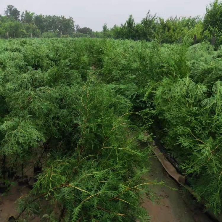 侧柏价格  优质侧柏  侧柏基地 山东侧柏