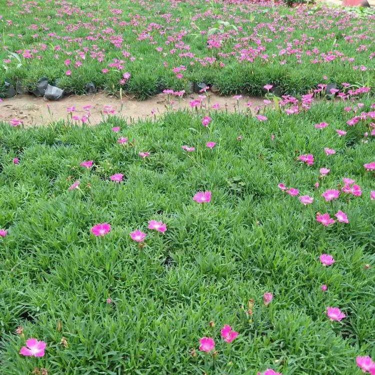 欧石竹基地  优质杯苗欧石竹  山东欧石竹小苗 优质绿化花卉