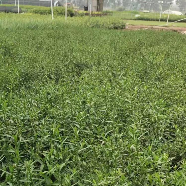 山东荷兰菊价格 荷兰菊大量供应 荷兰菊基地