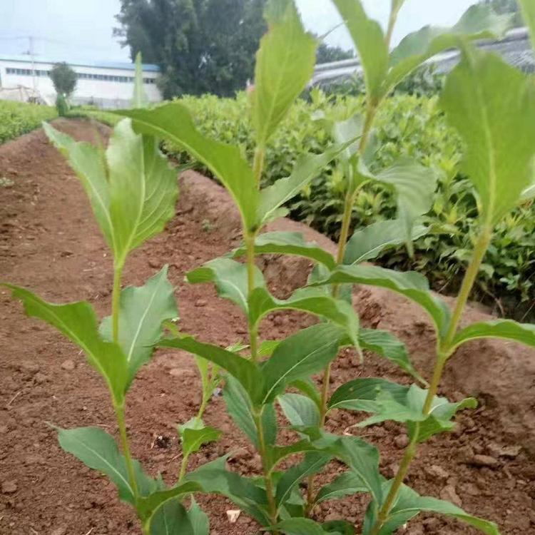 山东红瑞木批发  红瑞木价格  红瑞木基地